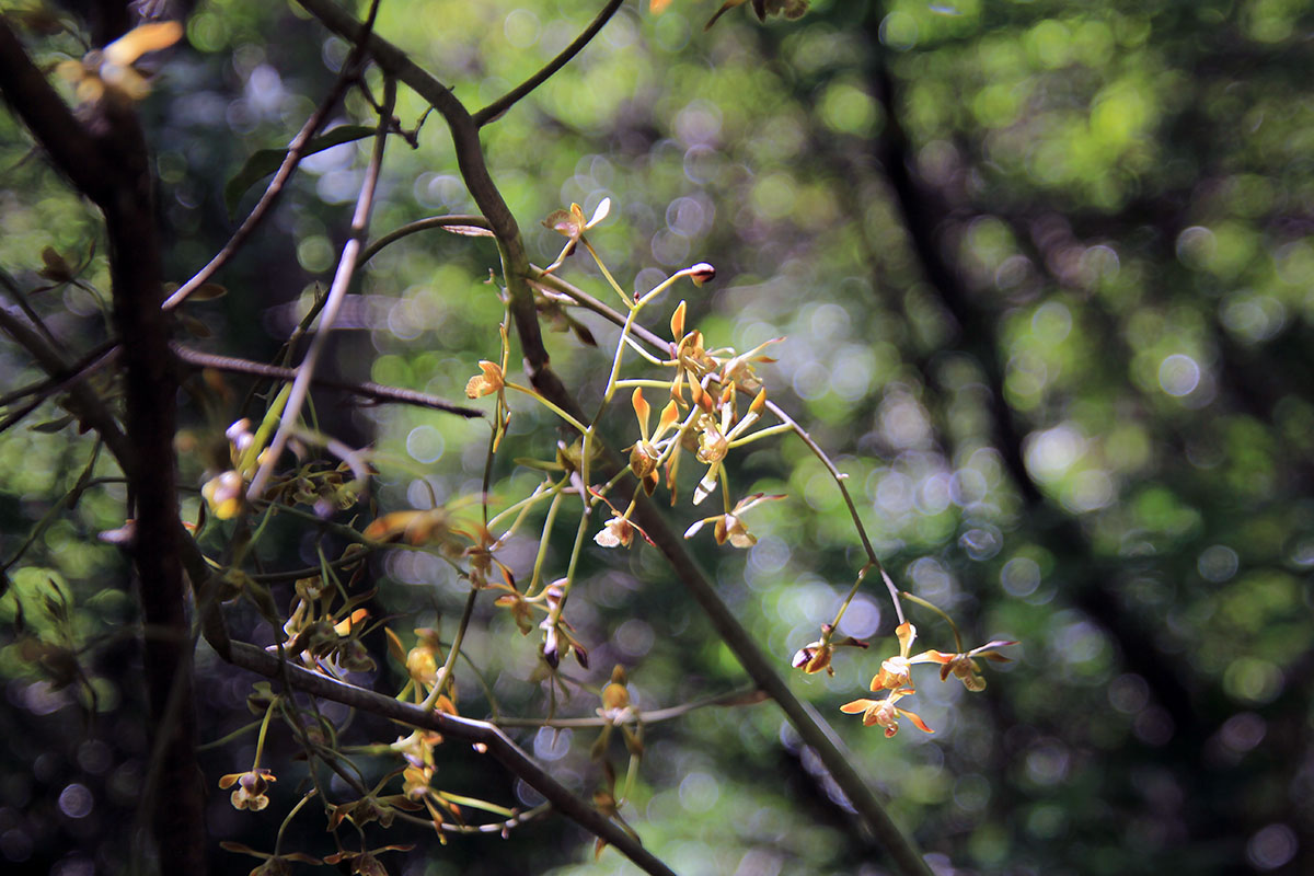 Image of familia Orchidaceae specimen.