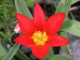 Tulipa kaufmanniana