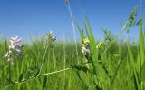 Vicia biennis
