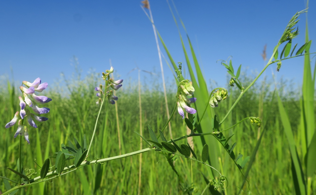Image of Vicia biennis specimen.