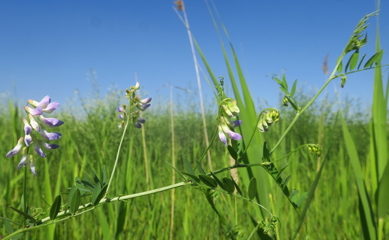 Image of Vicia biennis specimen.