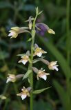 Epipactis palustris. Соцветие. Горный Крым, Главная гряда, ручей Суат, влажная луговина. 15 июля 2022 г.