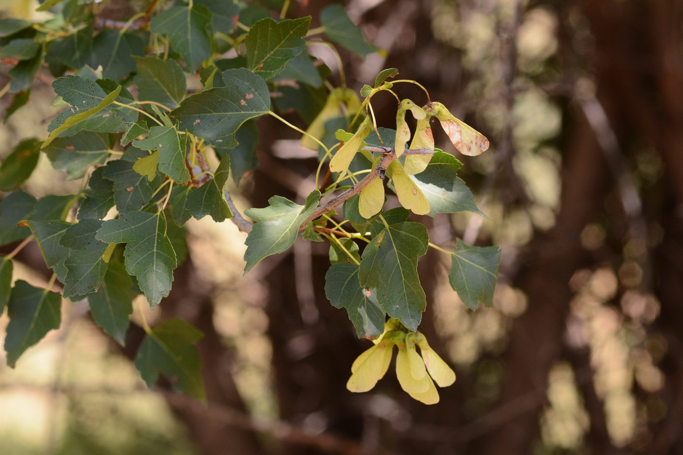 Image of Acer semenovii specimen.