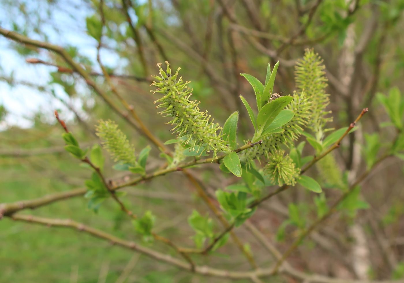 Image of Salix triandra specimen.