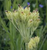 Primula veris