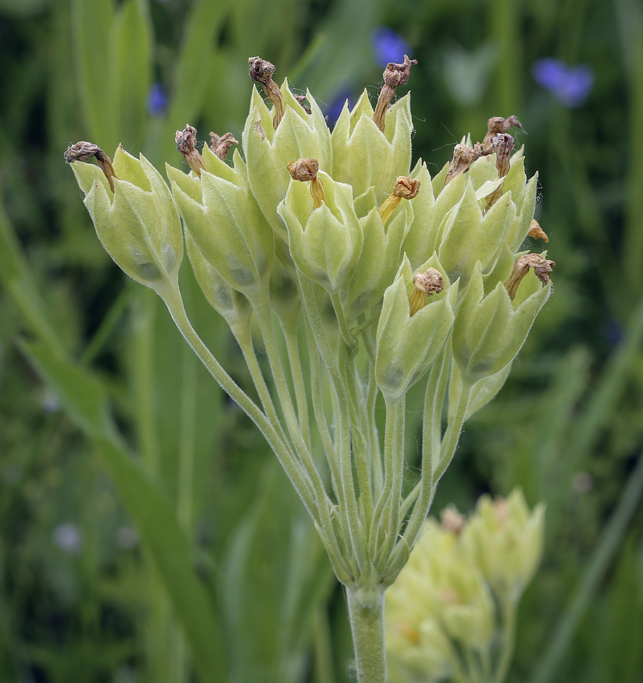 Image of Primula veris specimen.