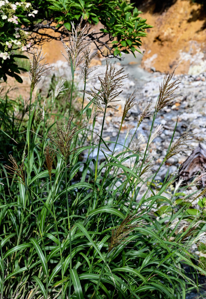 Изображение особи Miscanthus sinensis.