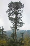 genus Abies