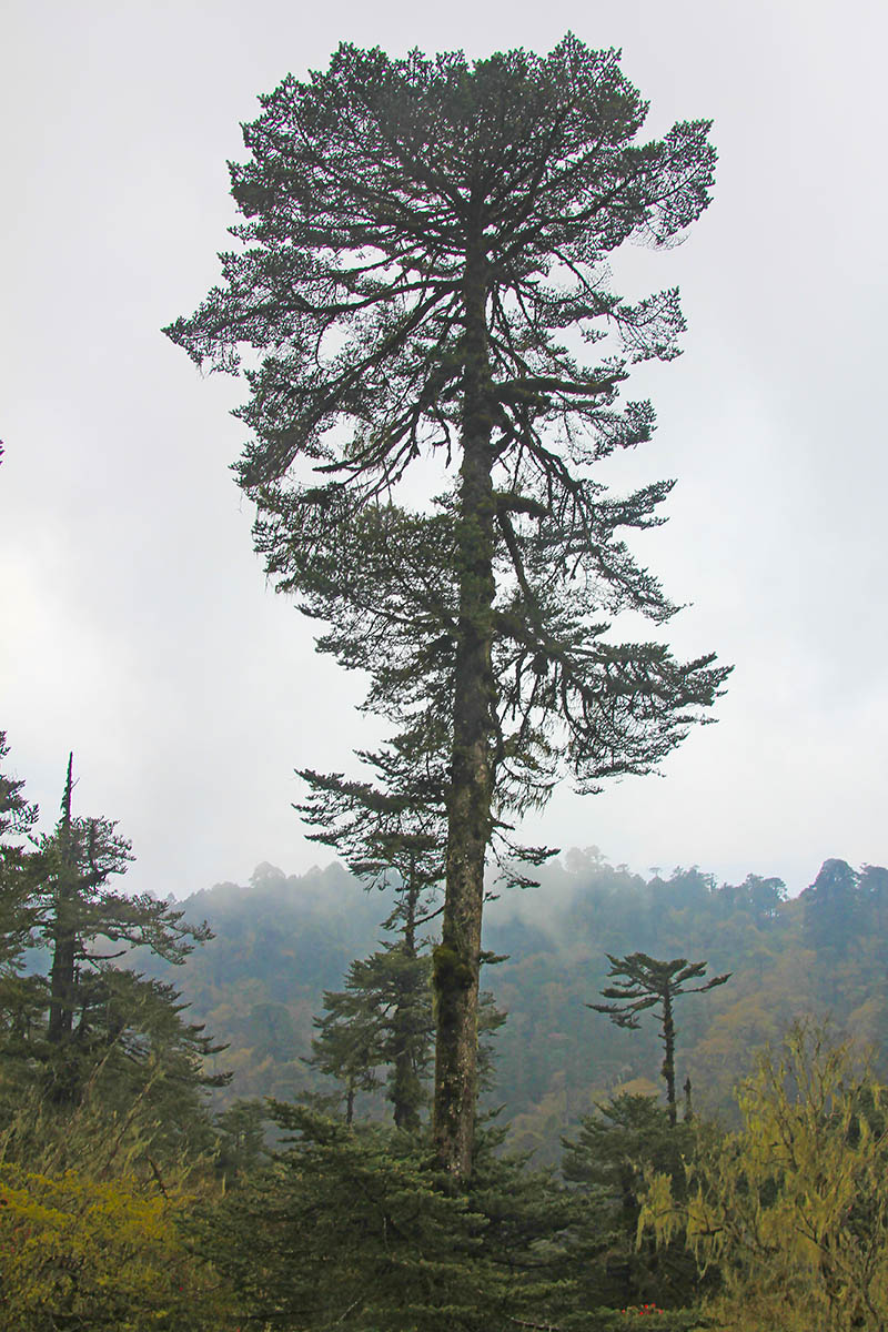 Image of genus Abies specimen.