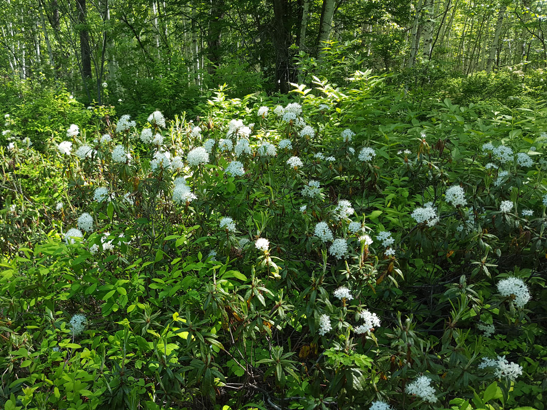 Image of Ledum maximum specimen.
