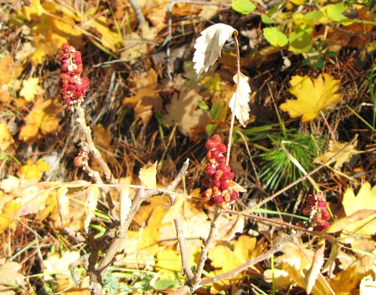 Изображение особи Rhus coriaria.