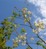 Moringa oleifera