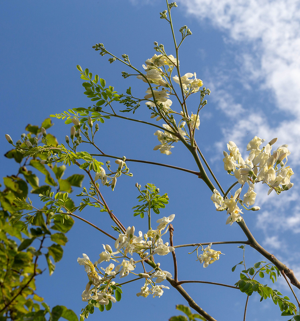 Изображение особи Moringa oleifera.