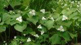 Trillium camschatcense