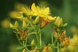 Hypericum maculatum. Верхушка соцветия с цветками и бутонами. Мурманская обл., Кольский р-н, долина р. Титовка ниже автодороги А138 Мурманск — Печенга, окр. Мельничных водопадов, верхняя часть склона долины, травяно-кустарничковый березняк, поляна, разнотравный луг. 02.08.2022.