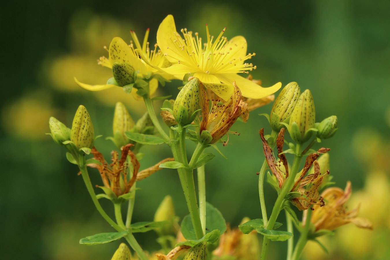 Изображение особи Hypericum maculatum.