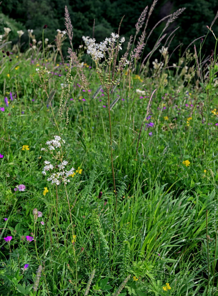 Image of Filipendula vulgaris specimen.