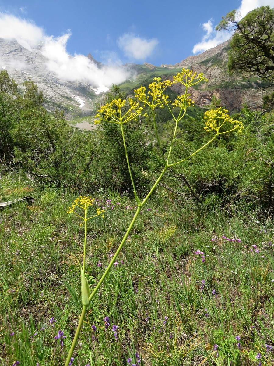 Изображение особи Ferula tschimganica.