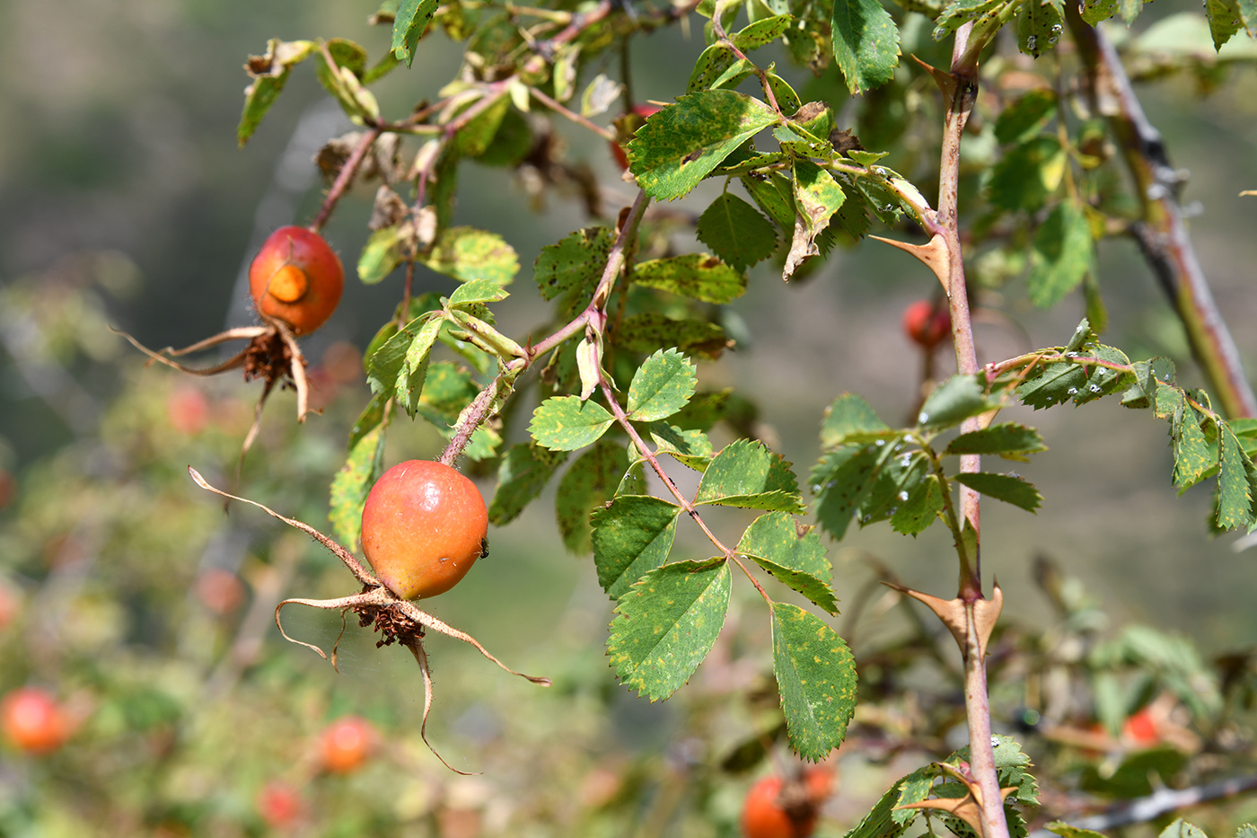 Image of genus Rosa specimen.