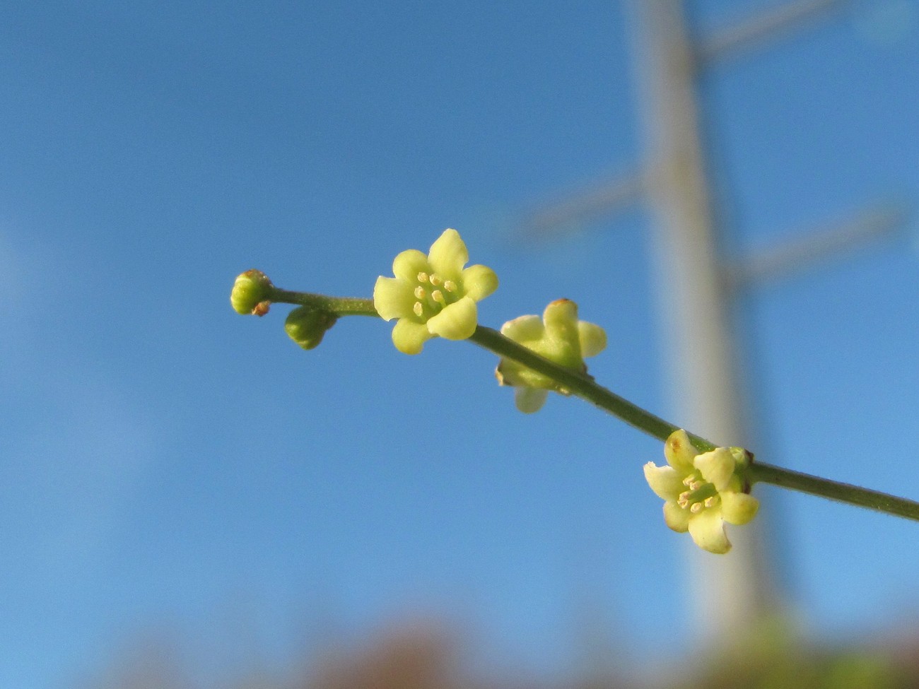 Image of Dioscorea caucasica specimen.