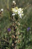 Pedicularis dolichorrhiza. Соцветие с цветками и завязавшимися плодами. Южный Казахстан, Таласский Алатау, ущелье Коксай, высота ~2400 м н.у.м. 19.07.2010.