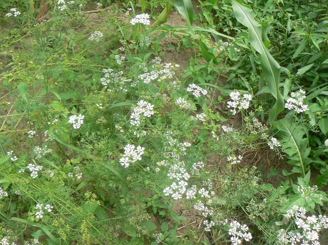 Image of Coriandrum sativum specimen.