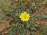 род Taraxacum