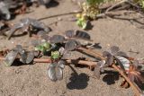 Ipomoea imperati