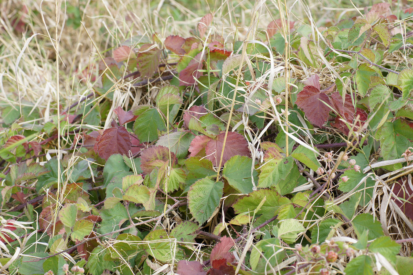 Image of genus Rubus specimen.
