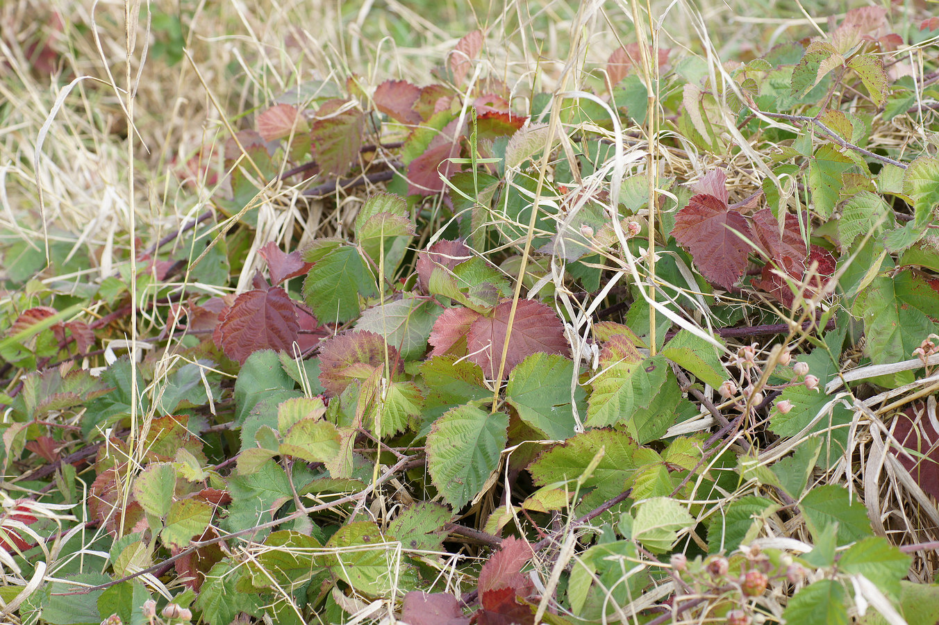 Изображение особи род Rubus.