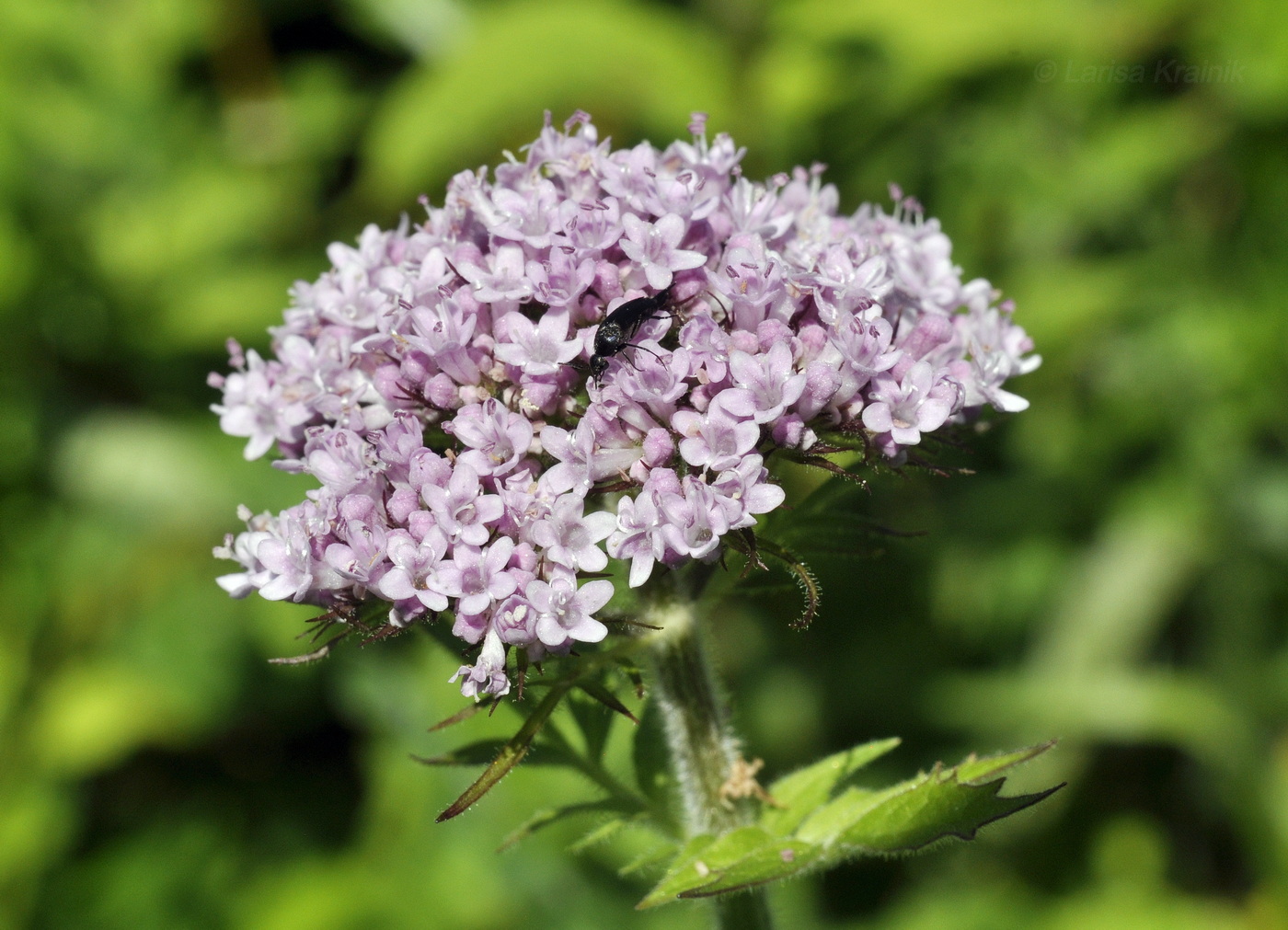 Изображение особи Valeriana amurensis.