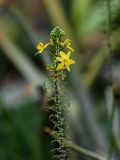 Bulbine frutescens