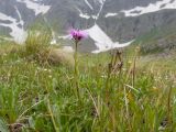 Erigeron venustus. Цветущее растение. Карачаево-Черкесия, Урупский р-н, Кавказский биосферный заповедник, Имеретинские озёра, дол. оз. Ривьера, ≈ 2650 м н.у.м., альпийский луг. 27.07.2022.