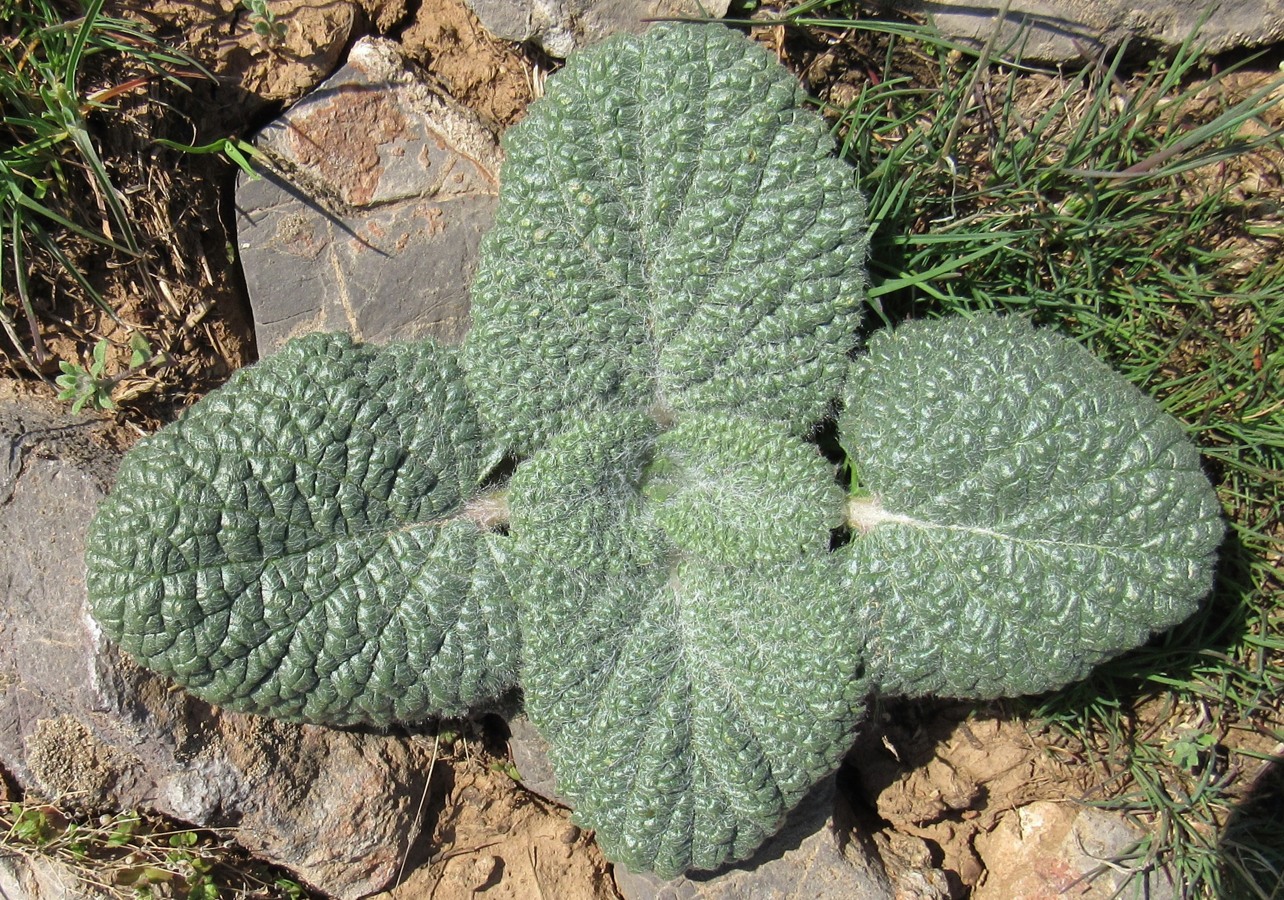 Image of Eremostachys isochila specimen.