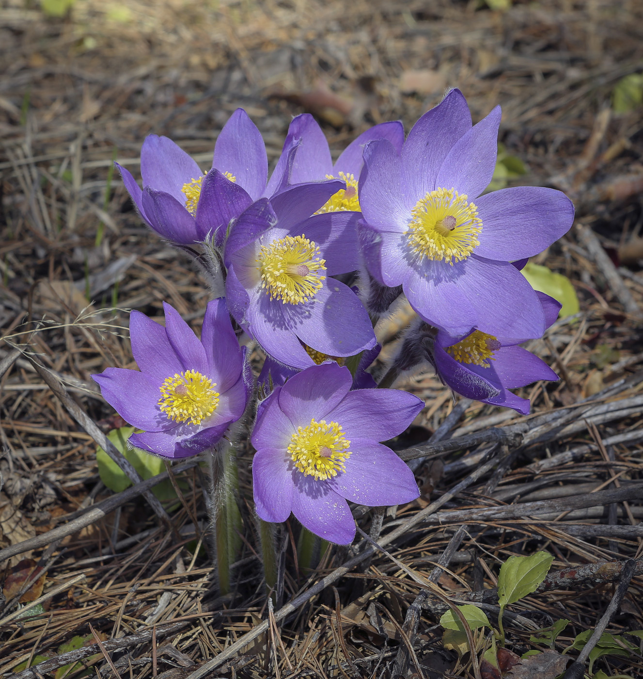 Image of Pulsatilla patens specimen.