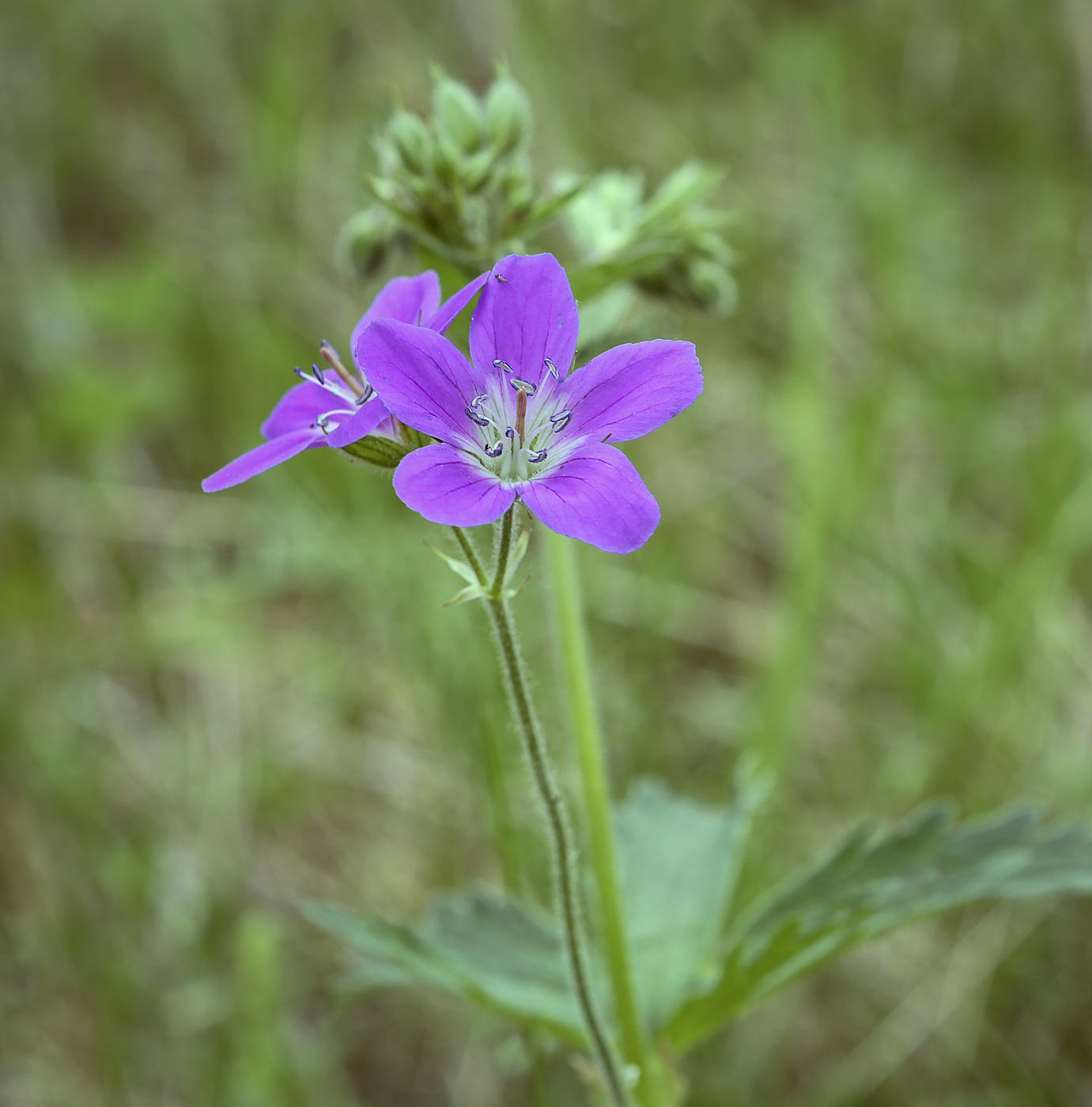 Image of Geranium sylvaticum specimen.