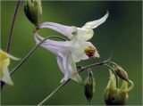 Aquilegia vulgaris