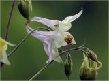 Aquilegia vulgaris