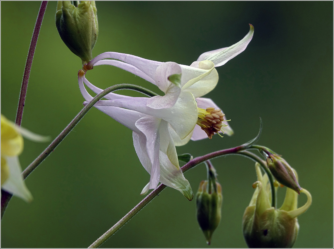 Изображение особи Aquilegia vulgaris.
