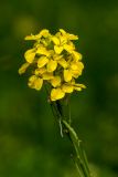 Erysimum ibericum. Соцветие. Карачаево-Черкесия, Зеленчукский р-н, окр. пос. Архыз, ущелье ручья Баритовый, каменистый склон. 10.06.2023.