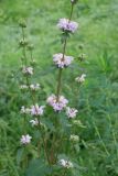 Phlomoides tuberosa