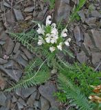 Pedicularis venusta. Цветущее растение. Казахстан, Восточно-Казахстанская обл., Уланский р-н, Сибинские озера, сухая степь. 20.05.2013.