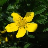 Potentilla anserina. Цветок. Хабаровский край, окр. г. Комсомольск-на-Амуре, обочина дороги. 27.05.2023.