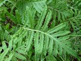 Onoclea sensibilis
