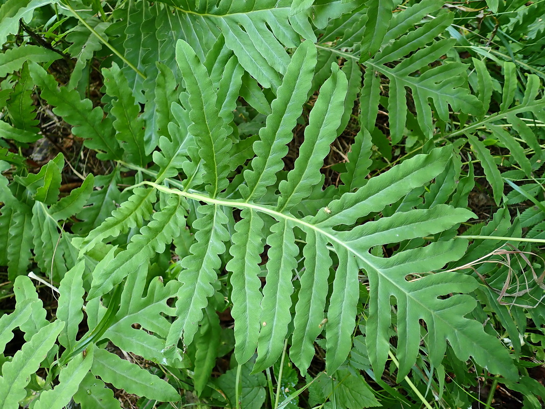 Image of Onoclea sensibilis specimen.