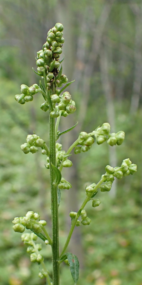 Image of Artemisia maximovicziana specimen.