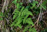 Gymnocarpium dryopteris. Вайи. Красноярский край, Таймырский Долгано-Ненецкий р-н, плато Путорана, устье р. Кутарамакан, опушка смешанного леса. 26.07.2023.