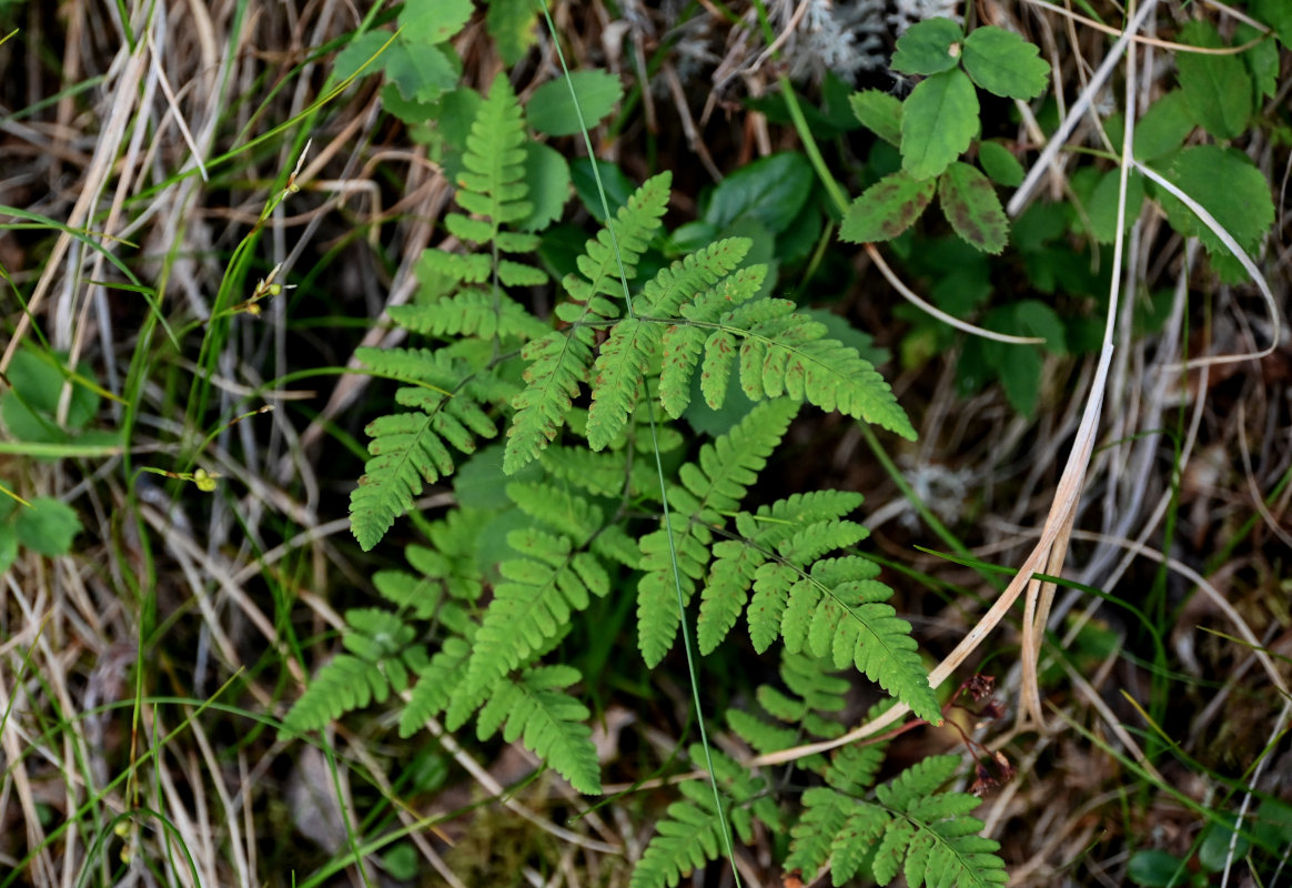 Image of Gymnocarpium dryopteris specimen.