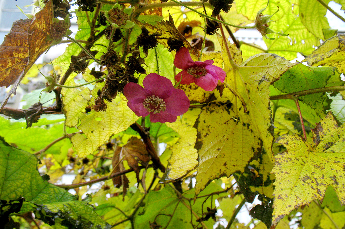 Изображение особи Rubus odoratus.