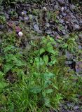 Knautia involucrata